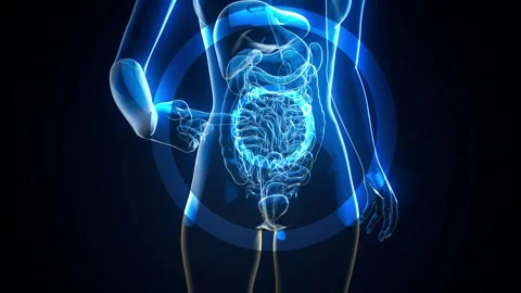 Conceptual animation of the gut microbiome Stock-Footage 304342543