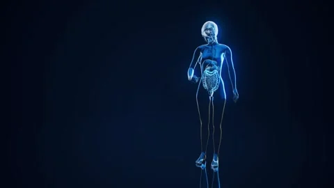 Conceptual animation of the gut microbiome Stock-Footage 304904501