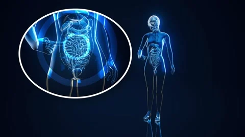 Conceptual animation of the gut microbiome Stock-Footage 304904527