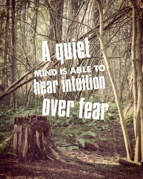 Conceptual forest landscape image Stock Photos