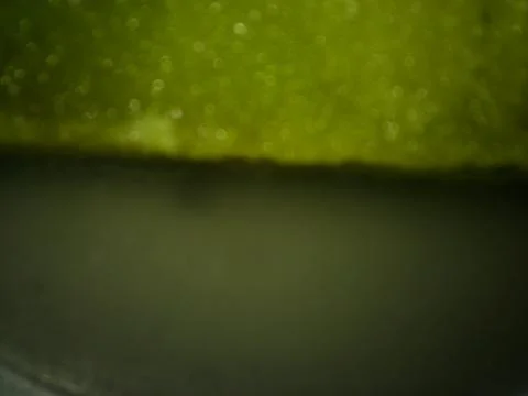 Conceptual green texture with different elements. Texture with abstract effec Stock Photos