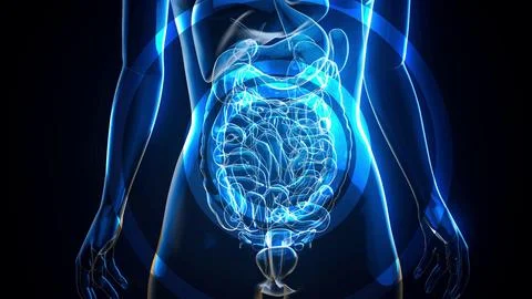 Conceptual illustration of the gut microbiome Illustrazione stock