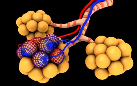 Conceptual image of alveoli. 스톡 일러스트