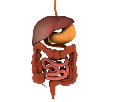 Conceptual image of human digestive system. Stock Illustration