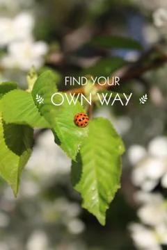 Conceptual image with ladybug on leaf Stock Photos