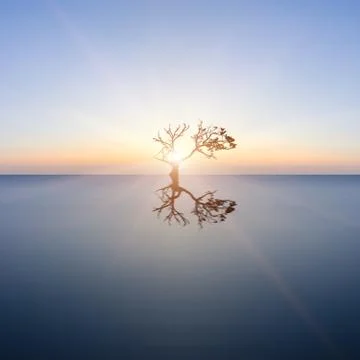 Conceptual image of single tree in still water with sunburst Stock Photos