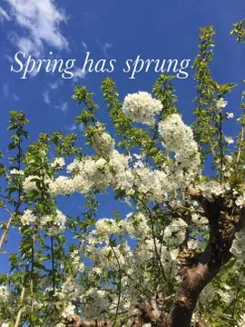 Conceptual image. Spring has sprung. Stock Photos