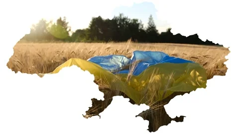 Conceptual image of Ukraine's map Ukrainian flag on a wheat field Stock Footage 213874141
