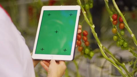 Conceptual plan of a tablet in the hands of a greenhouse employee, a white Vidéo 257752818