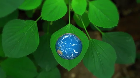 Conceptual presentation of planet Earth map on leaf veins Stock Footage 340390633