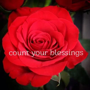 Conceptual red rose macro Stock Photos