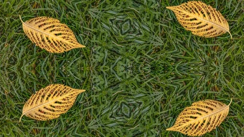 Conceptual remix of reflective Golden leaf with holes lying on the grassy ground Stock Footage 120612143