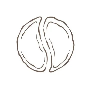 A Conceptual Sketch Of A Coffee Bean Split Into Two Halves Vector Illustratio Stock Illustration