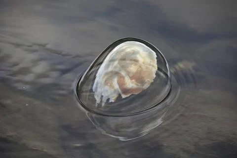 Conceptual soap bubbles Stock Photos