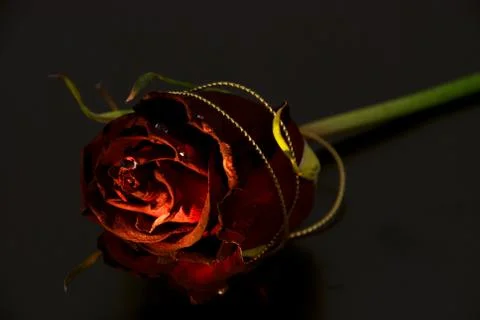 Conceptually highlight roses on a black background Stock Photos