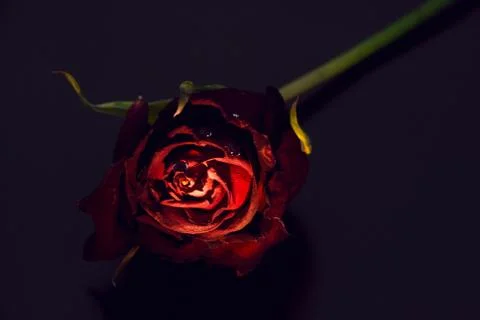 Conceptually highlight roses on a black background Stock Photos