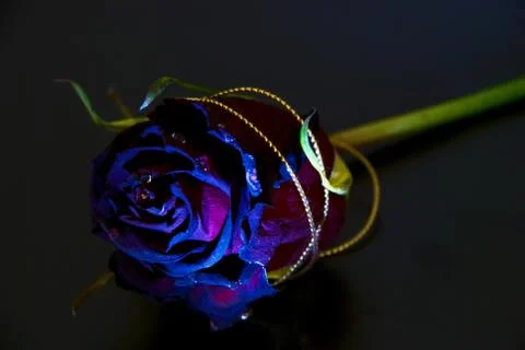 Conceptually highlight roses on a black background Stock Photos