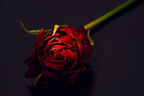 Conceptually illuminated rose on a black background Stock Photos