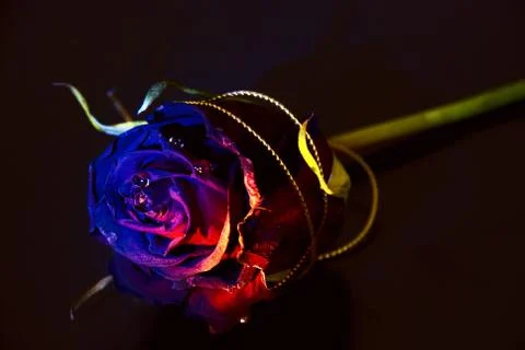 Conceptually illuminated rose on a black background Fotos de archivo