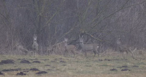 Concerned deer are standing by the forest, 4K slomo Stock Footage 168025801