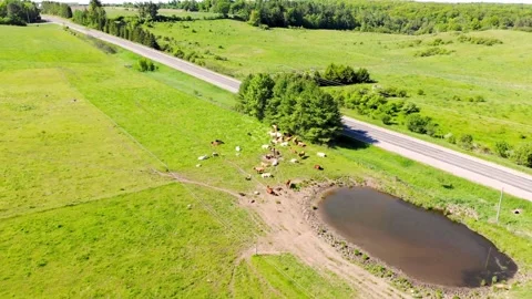 Concerned farmer uses drone to check on sick calf Stockbeeldmateriaal 272565310
