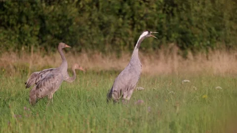 Concerned female crane and two cubs in the meadow, 4K 스톡 동영상 168762758