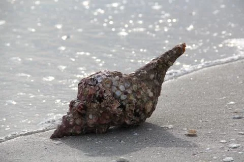 Conch on Beach Stock Photos