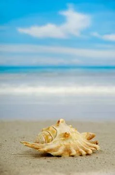 Conch on beach Stock Photos