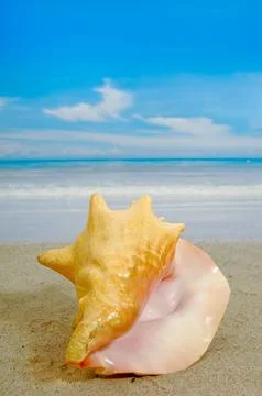 Conch on beach Stock Photos