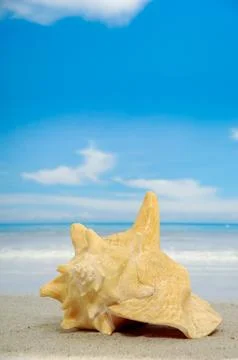 Conch on beach Stock Photos