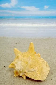 Conch on beach Foto stock