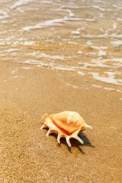 Conch on a beach sand. Stock Photos
