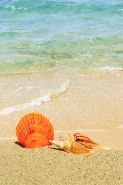 Conch on a beach sand. Stock Photos