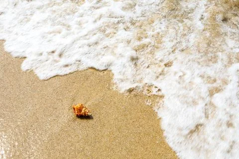 Conch on a beach sand. Stock Photos