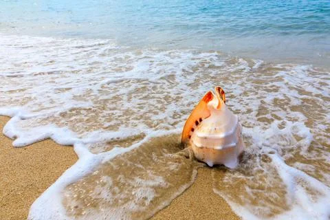 Conch on a beach sand. Stock Photos