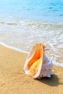 Conch on a beach sand. Stock Photos
