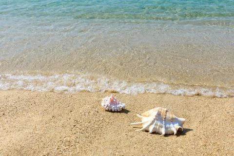Conch on a beach sand. Stock Photos