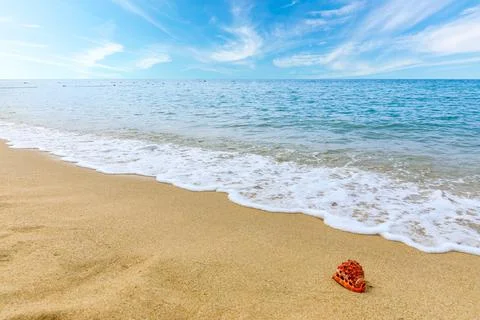 Conch on a beach sand.summer holiday background. Stock Photos