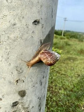 A conch climbing on a power pole Stock Photos