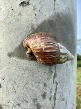 A conch climbing on a power pole Stock Photos