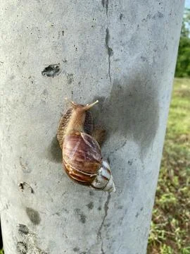 A conch climbing on a power pole Stock Photos