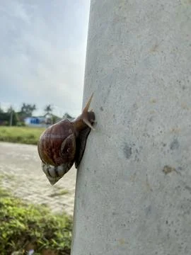 A conch climbing on a power pole Stock Photos