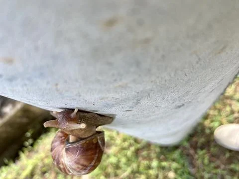 A conch climbing on a power pole Foto stock