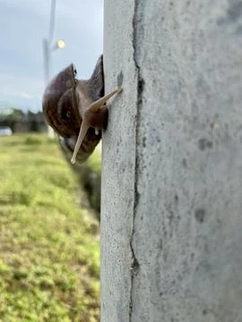 A conch climbing on a power pole Stock Photos