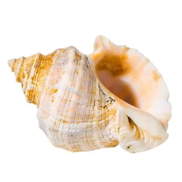 Conch cockleshell is isolated on white background, close up 写真素材