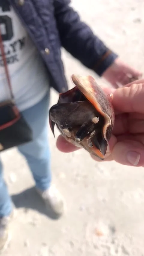 Conch Comes Out of Its Shell, Clearwater, Florida, USA - 23 Dec 2018 Stock Footage 205236565