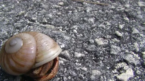 Conch crab Bahamas Stock Footage 1097061