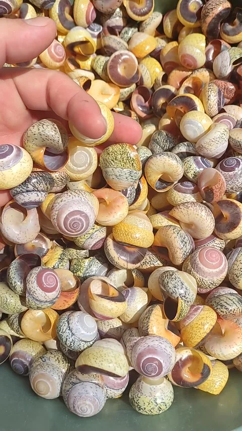 Conch for crafts Video stock 242125846