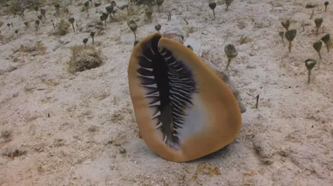 Conch Stockbeeldmateriaal 7132363