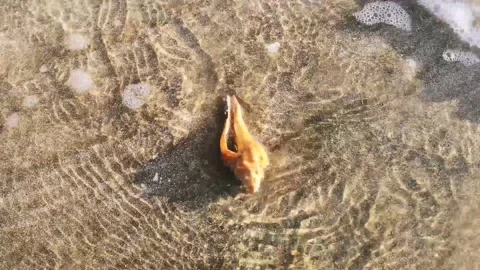 Conch Stock Footage 136811584